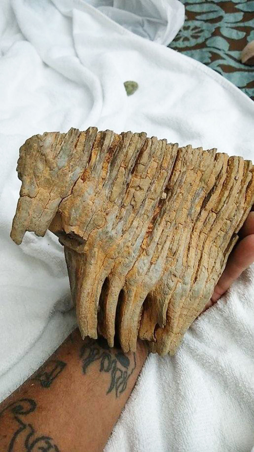10-3-19 Mammoth Tooth 2.jpg
